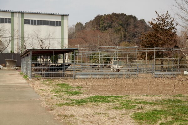 厩舎が見えてきました